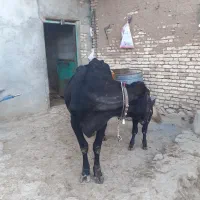گاو جرسی