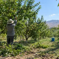 هرس درخت  کوددهی  سمپاشی  بیل‌زنی خدمات باغبانی