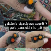 گلبسر  سهره نر