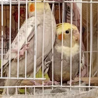 عروس هلندی|پرنده|فردیس, فرامرزیه|دیوار