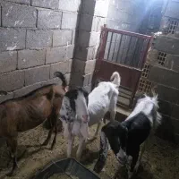 بز گوش بلند
