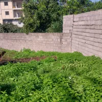 فروش زمین ۳۰۰متر گراکو سند تک برگ