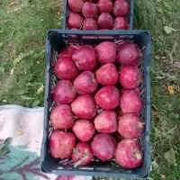 سیب|خوردنی و آشامیدنی|هشترود, |دیوار