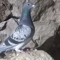 کبوتر طوقی و پلاکی