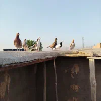 کبوتر سینه سیاه کله دمسفید طوقی رنگه ساده پرشی|پرنده|مشهد, موسوی قوچانی|دیوار