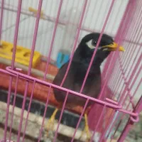 مرغ مینا سخن گو