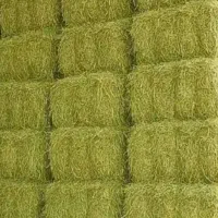 فروش یونجه انباری تحویل دامداری