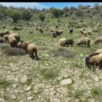 میش وبره