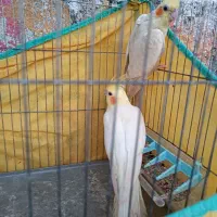 جفت عروس باجوجه 5تامرغ عشق بالغ نرو ماده