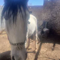 اسب|اسب و تجهیزات اسب‌سواری|شهرکرد, |دیوار