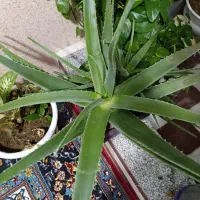 گل آلوورا بزرگ اصلی و طبیعی