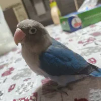 طوطی برزیلی|پرنده|نجف‌آباد, رجایی شمالی|دیوار