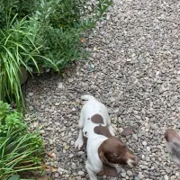 توله شکاری گمشده در لنگرود