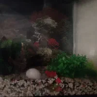 آکواریوم به همراه وسایل و کمد ام دی اف|ماهی|قدس, شهرک فرزان|دیوار