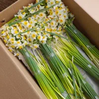 گل نرگس درجه یک لوکس غنچه دار