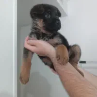 توله سگ ژرمن شپرد اصیل بلک فیس ماده