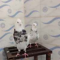 طوقی درجه یک|پرنده|چرام, |دیوار