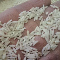 برنج هاشمی  عطری درجه یک شمال|خوردنی و آشامیدنی|تهران, ارامنه|دیوار