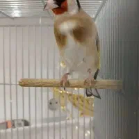 سهره چهارگل