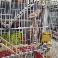 یک جفت عروس هلندی|پرنده|سیرجان, |دیوار