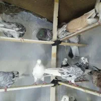 کفتر و کبوتر زمینی و پرشی