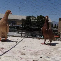 جفت پلاکی زرد وملیومنز