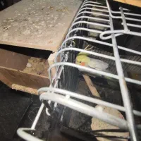 عروس هلندی مولد|پرنده|پاکدشت, پاکدشت (مامازند)|دیوار