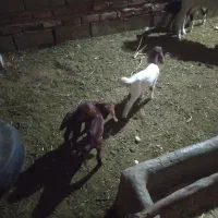 مری بز|حیوانات مزرعه|خاش, |دیوار