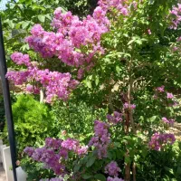 باغ-لازمم-برای-فردا