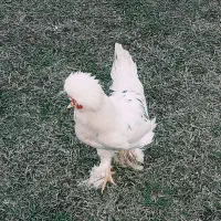 مرغ و خروس زینتی سلطان لهستانی|حیوانات مزرعه|گوراب زرمیخ, |دیوار