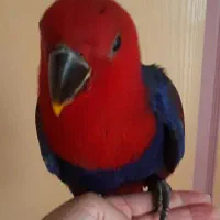 اکلکتوس و کاسکو