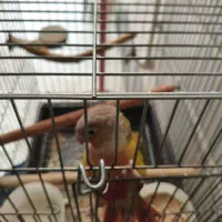 طوطی گیرینچیک