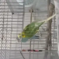 مرغ عشق ۲ عدد