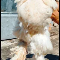 جوجه برهما غول پیکر اصل