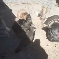 بوقلمون محلی برنز