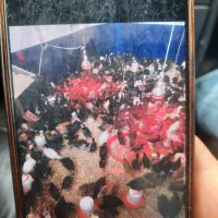 جوجه مرغ و خروس