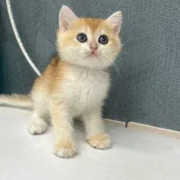 بریتیش گلد زیبا