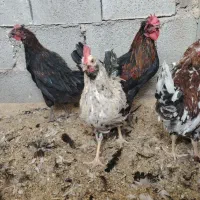 جوجه خروس محلی اصل