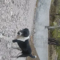 گمشده|حیوانات|آبکوه, |دیوار