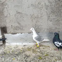 کبوتر پرنده