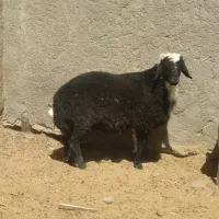 بره نر محلی چاق و میش چاق