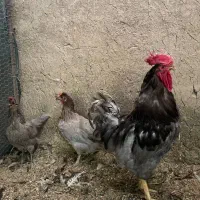 مرغ خروس طوسی ایسبار