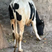 گاو نر نژاد سیمینتال|حیوانات مزرعه|مشگین شهر, |دیوار