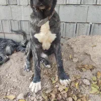 توله سگ سرابی