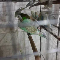 جوجه عروس هلندی سرلاکی تا ۵ ماه دستی مرغ عشق|پرنده|برازجان, |دیوار