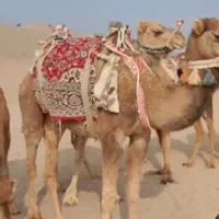 تور یک روزه کویر ابوزیدآباد و کاشان گردی|تور و چارتر|زنجان, |دیوار