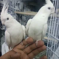 جفت عروس هلندی آلبینو نر و ماده