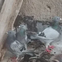 افغان نر ماده مسافتی سه عدد