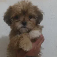 سگ شیتزو پامرمینی