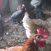 مرغ|حیوانات مزرعه|پاوه, |دیوار